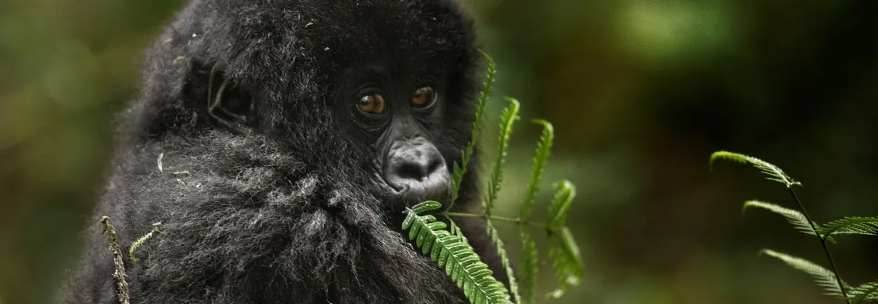 baby_mountain_gorilla_feeding - Copia