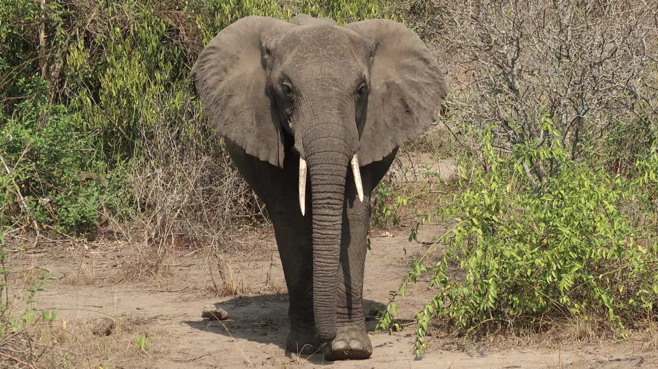 Elefante in Uganda