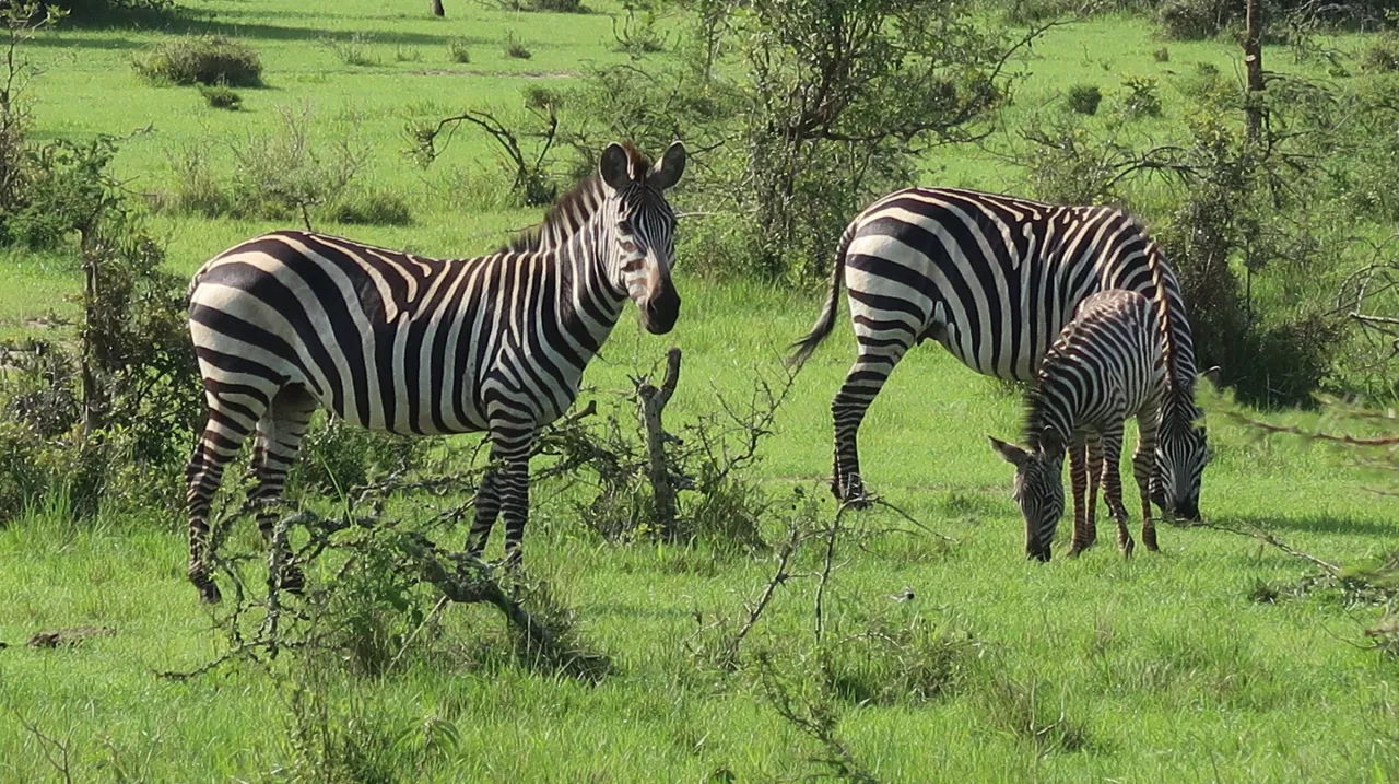 Uganda's zebre