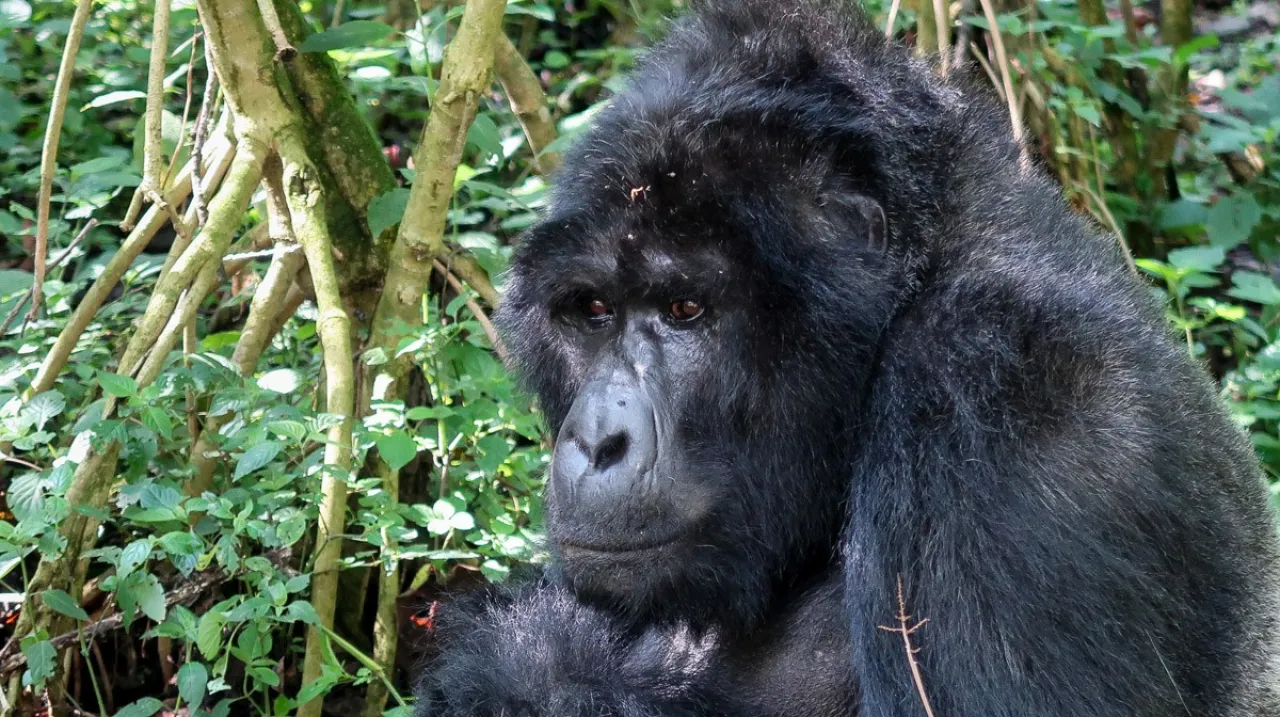 Viaggio Uganda Viaggio Uganda
