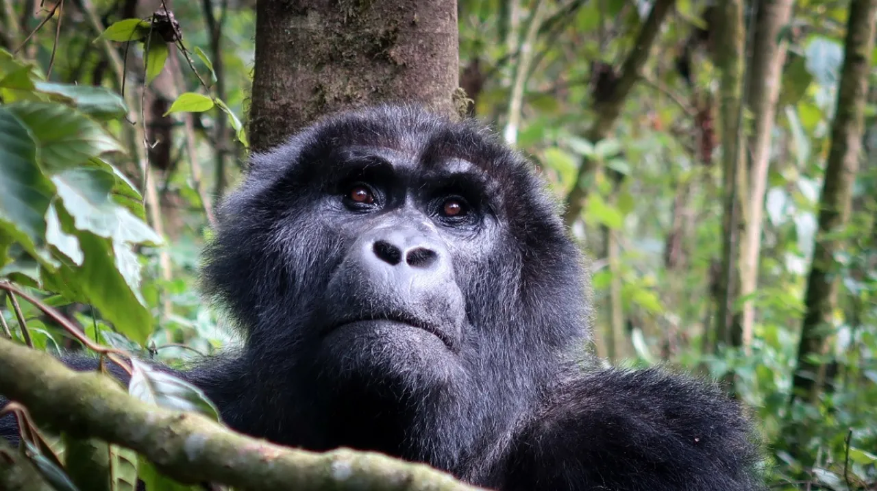 Viaggio Uganda Viaggio Uganda