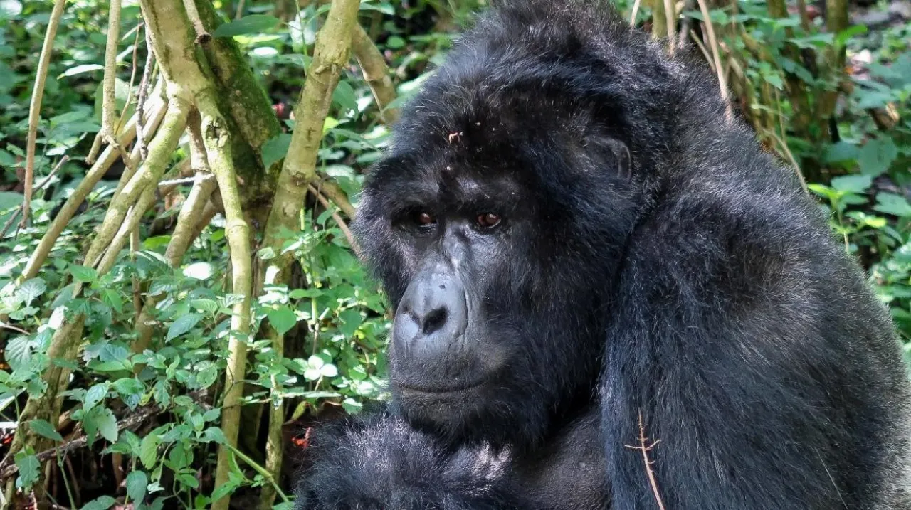 gorilla_di_montagna gorilla_di_montagna