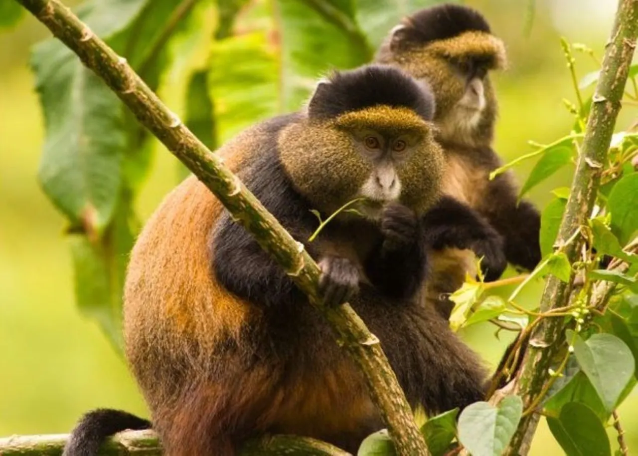 GOLDEN-MONKEY-TRACKING-IN-VOLCANOES-NATIONAL-PARK GOLDEN-MONKEY-TRACKING-IN-VOLCANOES-NATIONAL-PARK