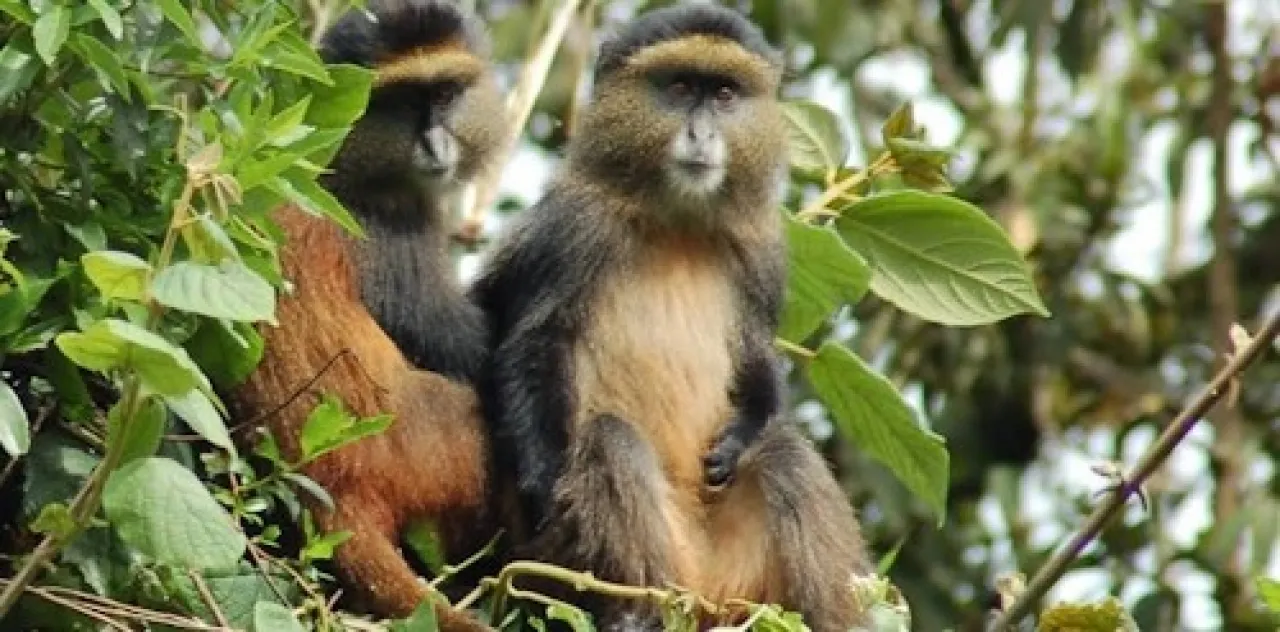 golden-monkey-trekking-1 golden-monkey-trekking-1