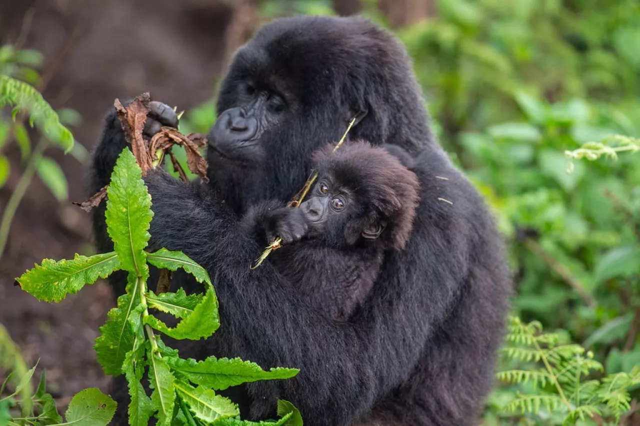 RWANDA foto Gorilla di Montagna