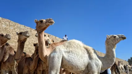 Eritrea cammelli a Keren
