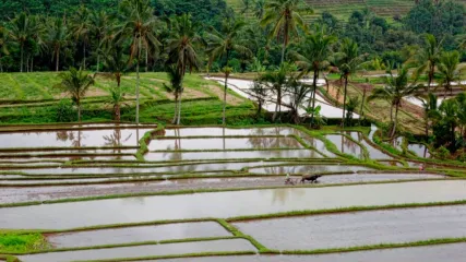 Indonesia risaie