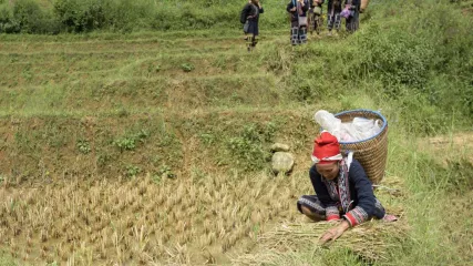 vietnam riso