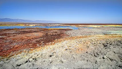 DALLOL AFFLITTI 7