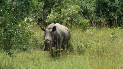 Rinoceronte Bianco Uganda