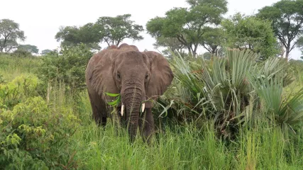 Elefante in Uganda