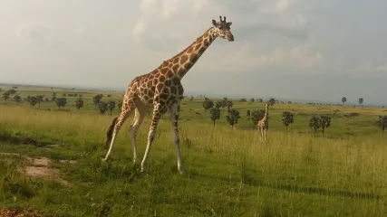 Giraffa in Uganda