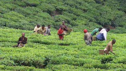 Agricoltura in Uganda