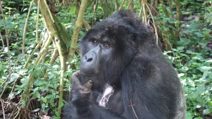 Gorilla a Bwindi