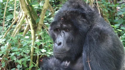 Gorilla di Montagna