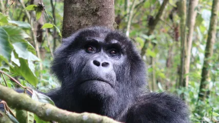 Gorilla in Uganda