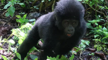 Piccolo Gorilla Uganda