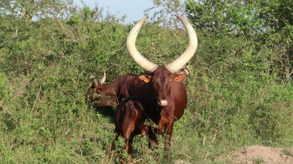 Mucche dalle lunghe corna