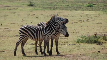 Zebre_Uganda