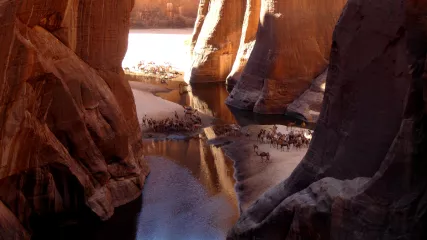 COPERTINA Guelta Archei P1030817