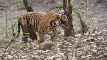 Bengala tiger I