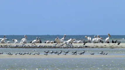 detours-mauritanie-banc-arguin2