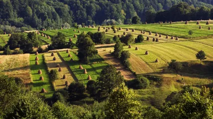 bucovina1