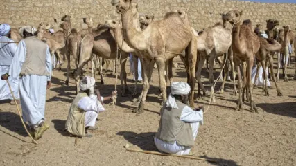 ERITREA CAMEL
