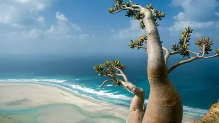 2 OK Socotra-Island-in-Yemen-10-1