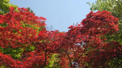 HANAMI, Momiji (acero giapponese rosso)