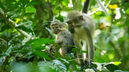 1scimmia Mangabey