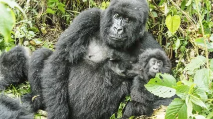 Gorilla-montagna-uganda