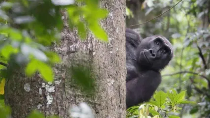 UGANDA PASQUA