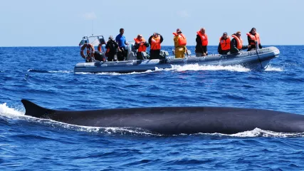 Whale 4 - Azores -