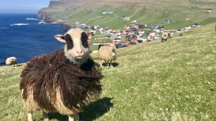 Faroe_sheep_Sumba (Media)