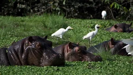 Orango Hippo