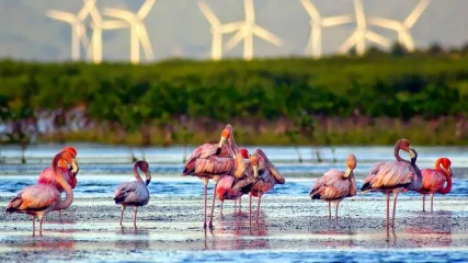 8 laguna Oviedo Flamingos