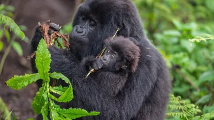 RWANDA foto Gorilla di Montagna