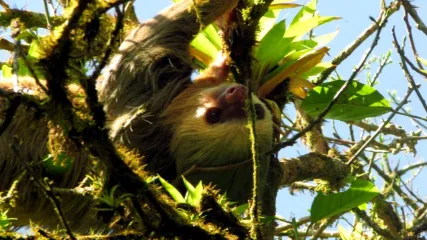 Fauna sul fume San Juan (Media)