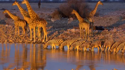 etosha-national-park-namibia- (Media)
