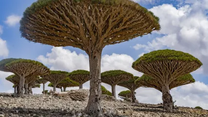 Curiosità su Socotra