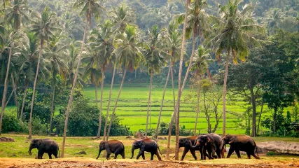 sri lanka elefanti