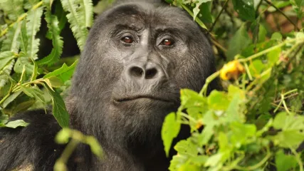 GORILLA UGANDA