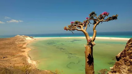SOCOTRA E ALBERO