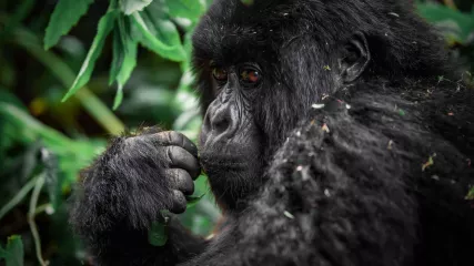 Gorilla di montagna in Uganda
