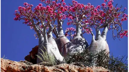 SOCOTRA