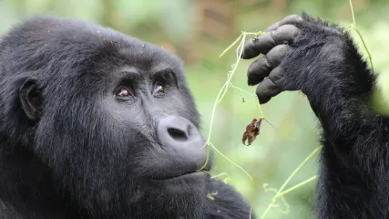 gorilla