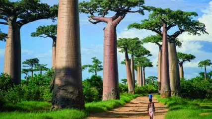 MADAGASCAR