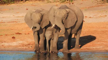 ZAMBIA