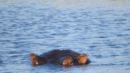 ZAMBIA